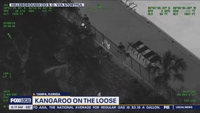 Kangaroo on the loose in Florida