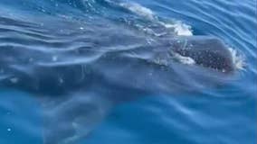 Whale shark sighting off Sarasota coast
