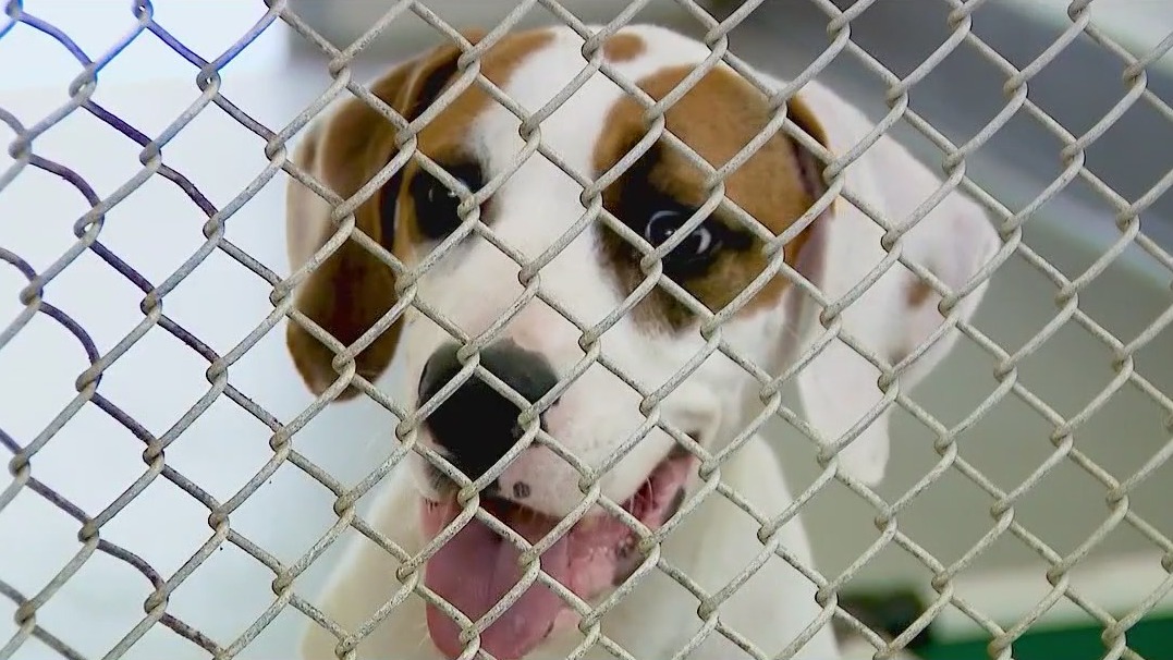 Seminole Animal Shelter running out of space