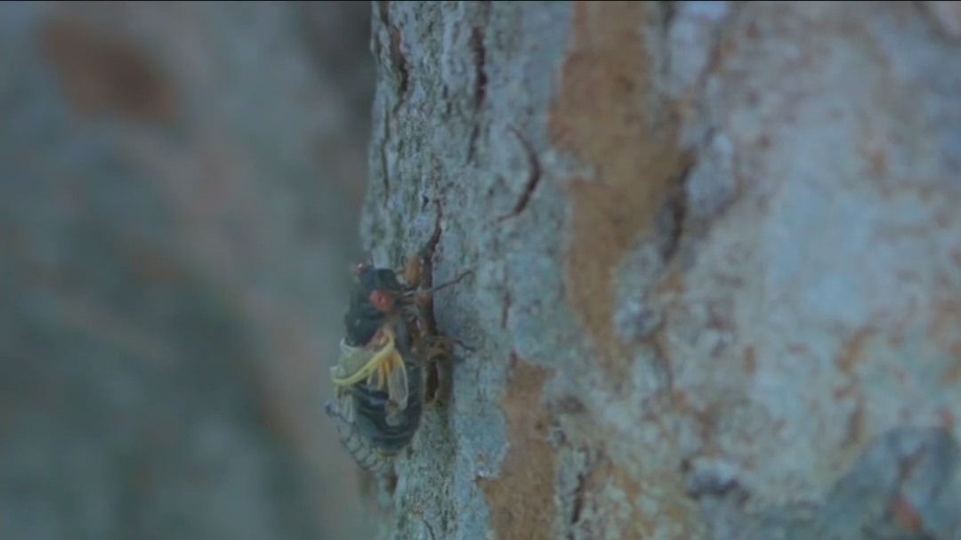 Zombie-like fungus in cicadas