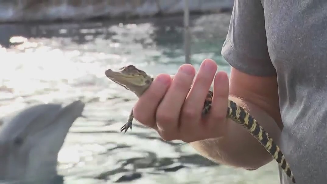 SeaWorld San Antonio: Meet the animals