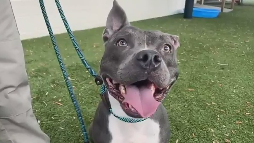 Adopt-a-Pet: Meet Bella