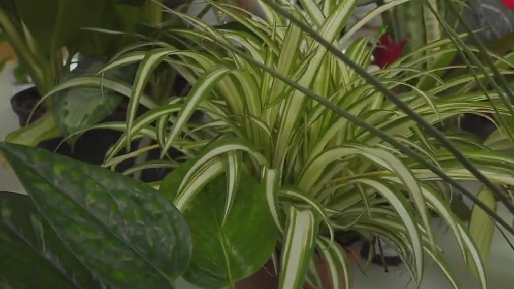 Try these low maintenance house plants