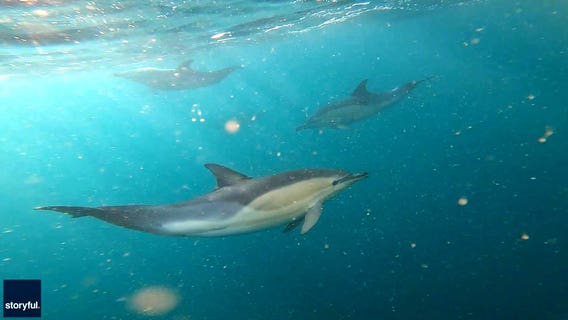 ‘Doomsday fish’ found dead off coast of Southern California