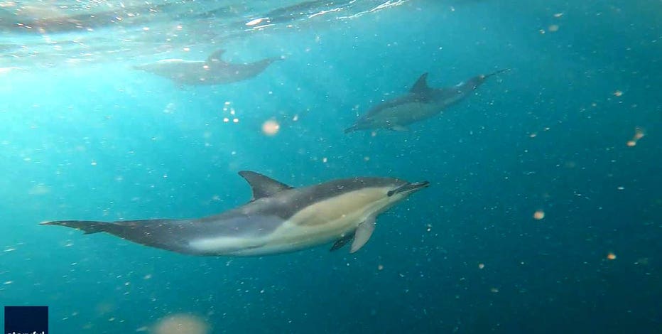 ‘Doomsday fish’ found dead off coast of Southern California