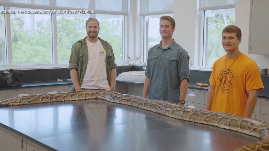 19-foot python is longest ever captured