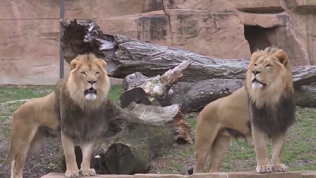 Brookfield Zoo among 2024's top mustvisit zoos FOX 32 Chicago