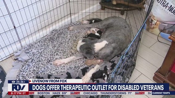 Labradors’ overeating gene may explain human obesity risk, researchers say