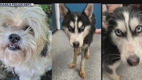 Dogs left abandoned in Chaska