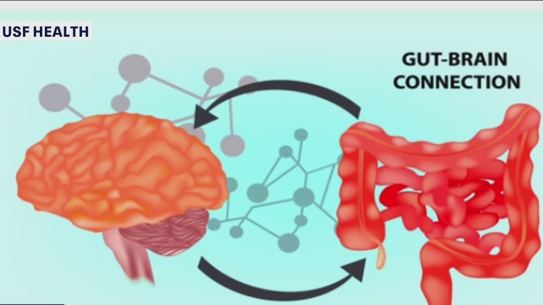 The gut-brain connection