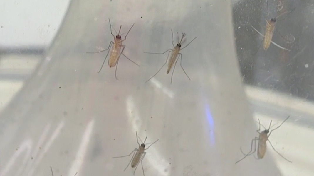 Mosquito activity on the rise