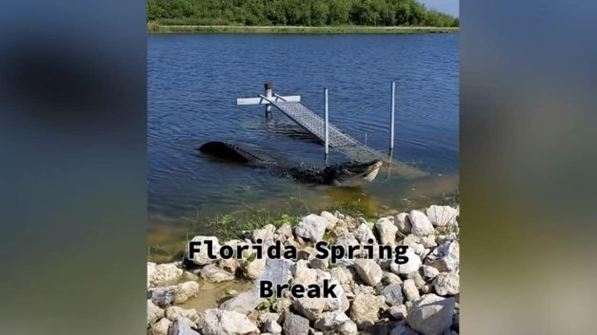 SOUND ON: Hear massive gator bellow during mating season