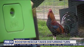 Roosters set for Pierce County sanctuary shot, killed by Yakima County agents