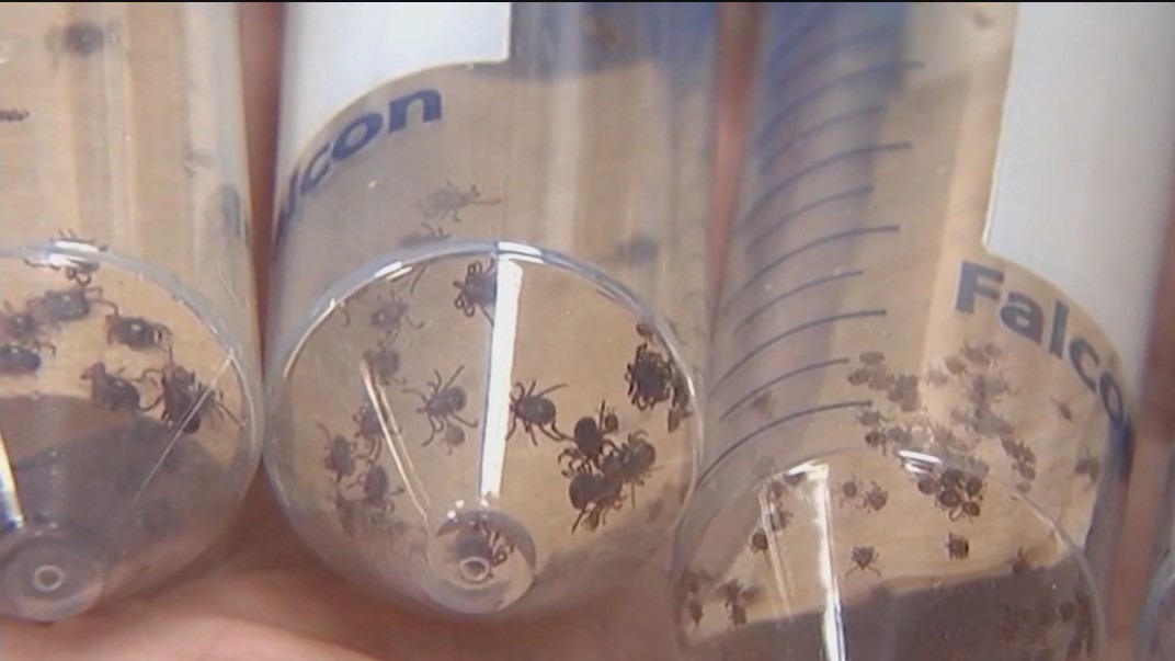 Tick population grows after mild winter