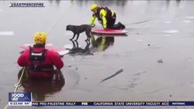 Firefighters describe rescuing dog from frozen lake