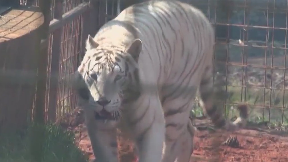 Tiger, liger escape during tornado: 'Worst nightmare'