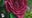 The 215: Philadelphia Flower Show, Lady Danni, BlueStem Botancials, Really Reel Ginger