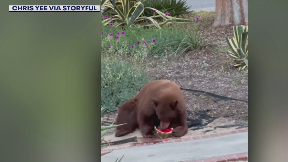 Bear steals watermelon from SoCal fridge