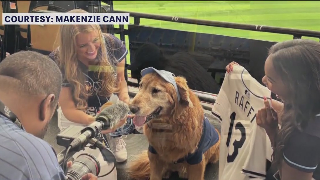 Tampa Bay Rays surprise fan and her senior dog
