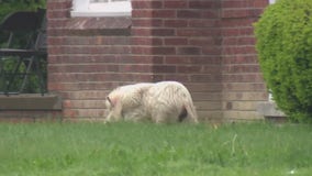 Big pig on the loose in Detroit