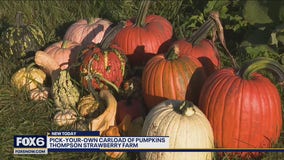 Pumpkins galore at Thompson Strawberry Farm
