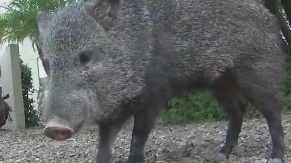 Tucson dog walker attacked by javelina
