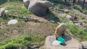 Como Zoo animals keeping cool during heat wave
