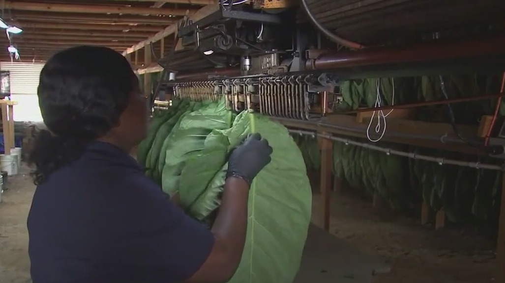 Florida farm growing tobacco for American Cigars