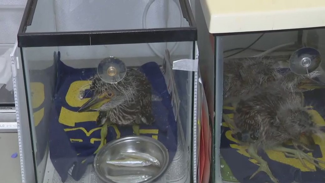 Houston SPCA's Wildlife Center cares for birds after storms
