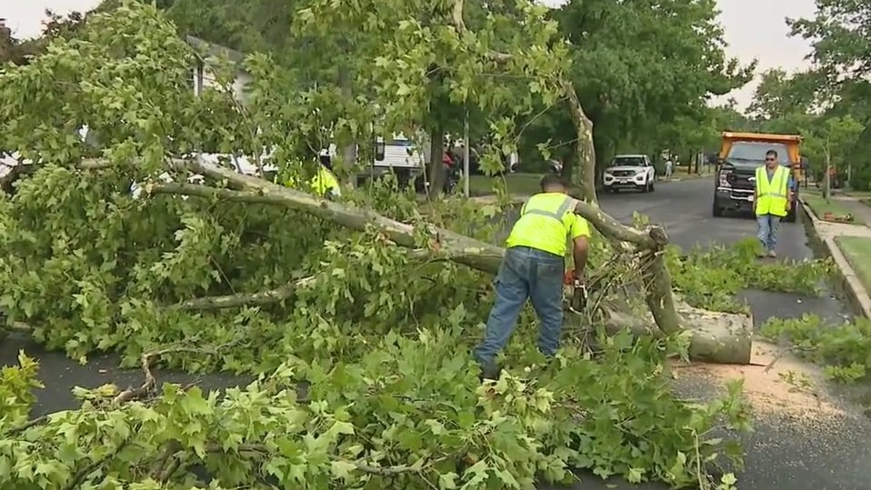 Storm topples trees