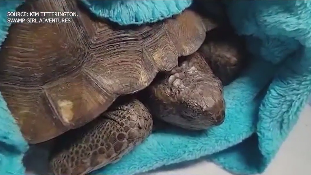FWC investigates gopher tortoise shooting
