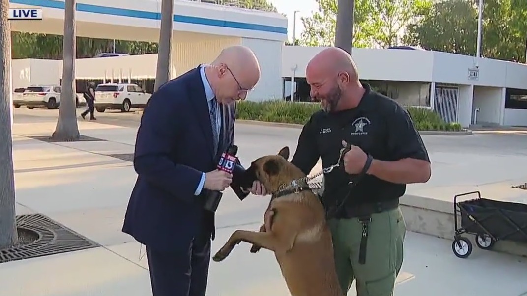HCSO K-9s on Good Day after finding murder suspect