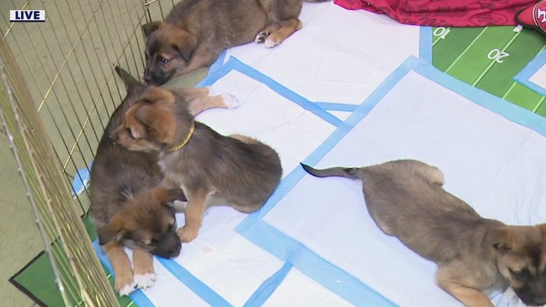 Puppy Bowl's goal is raising awareness about pet adoption