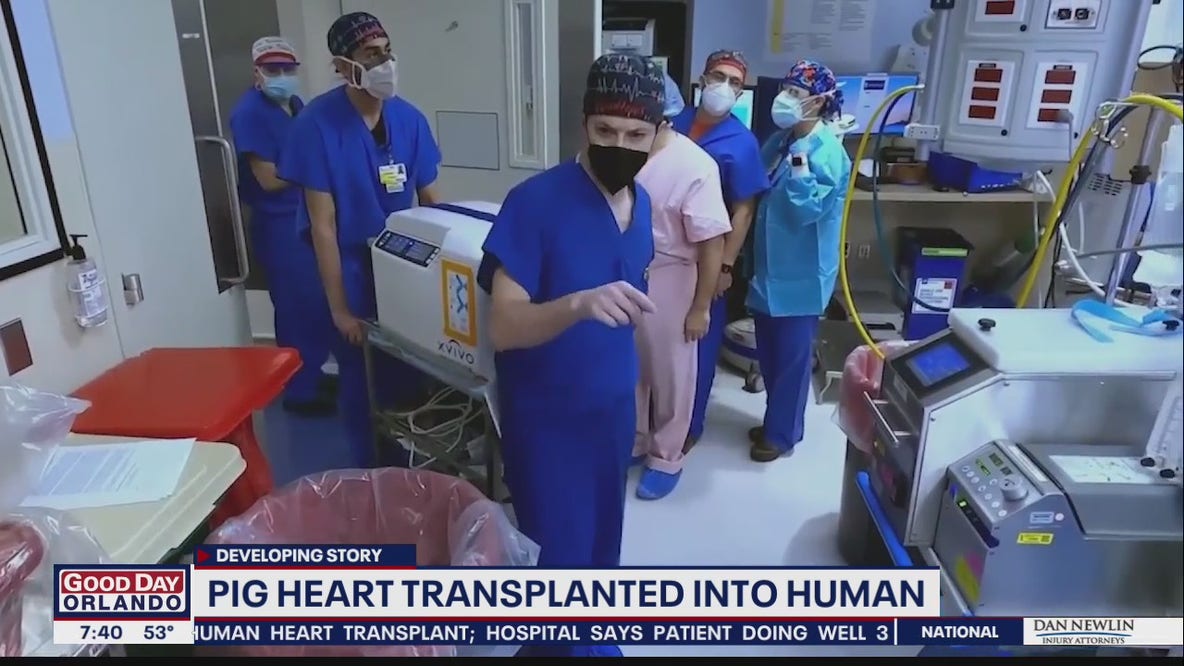 Pig heart transplanted into human