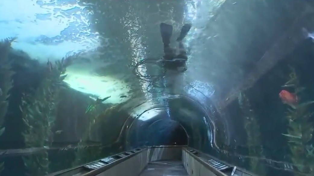 San Francisco's Aquarium of the Bay to get new leadership after scandal