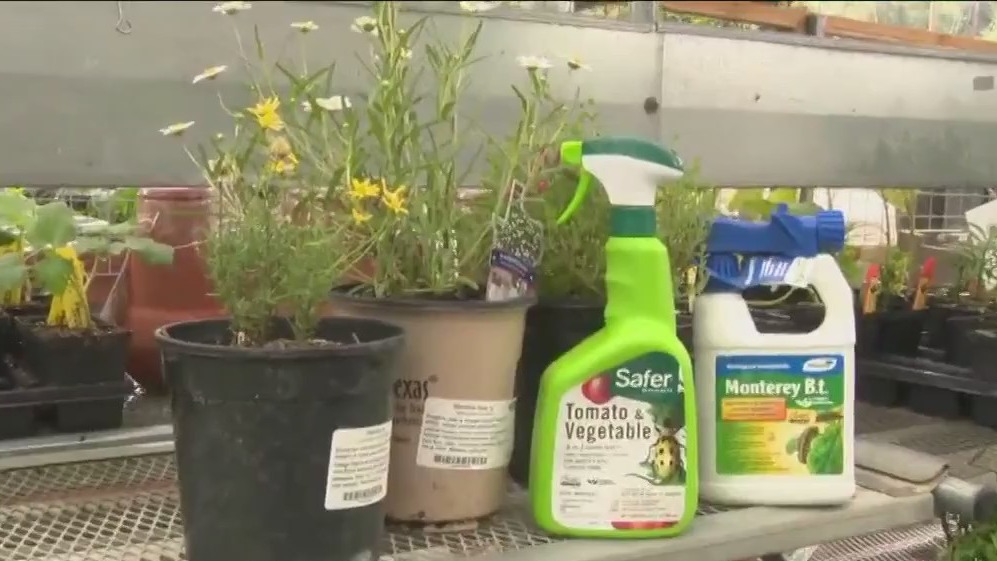 Your Garden: Native plants and pest control