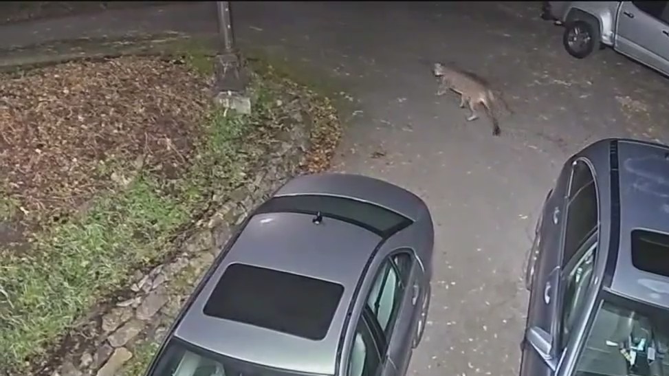 Mountain lion spotted near Orinda home
