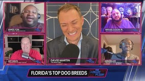 The News Fuse: Florida's top 5 dog breeds