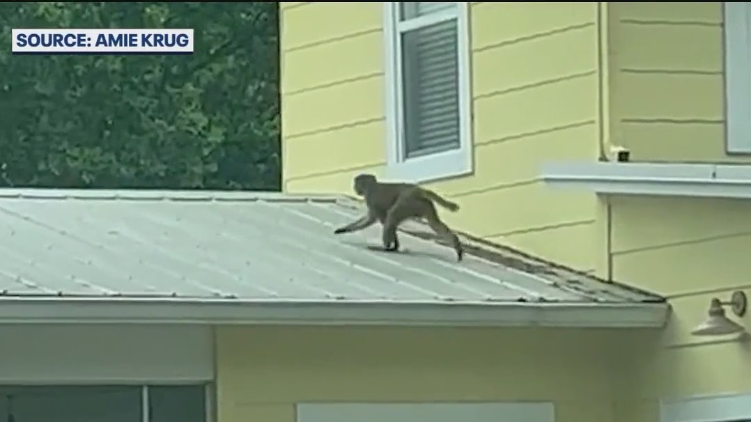 More monkey sightings reported in Central Florida