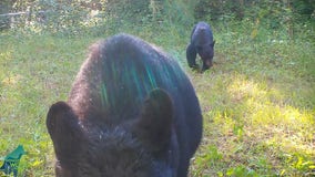 Bears go after Voyageurs Wolf Project trail camera