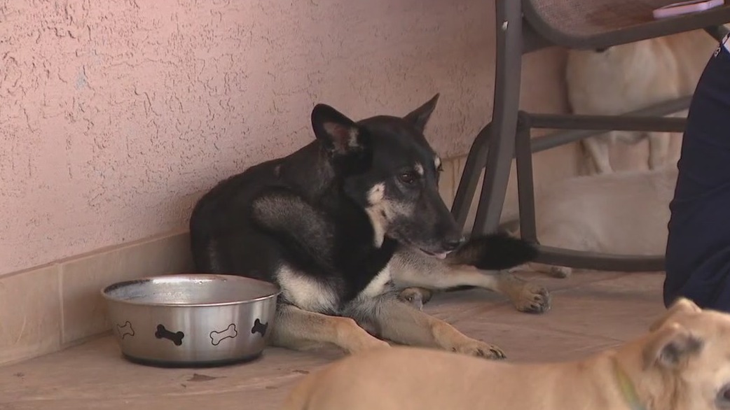 Phoenix animal rescue in need of AC units