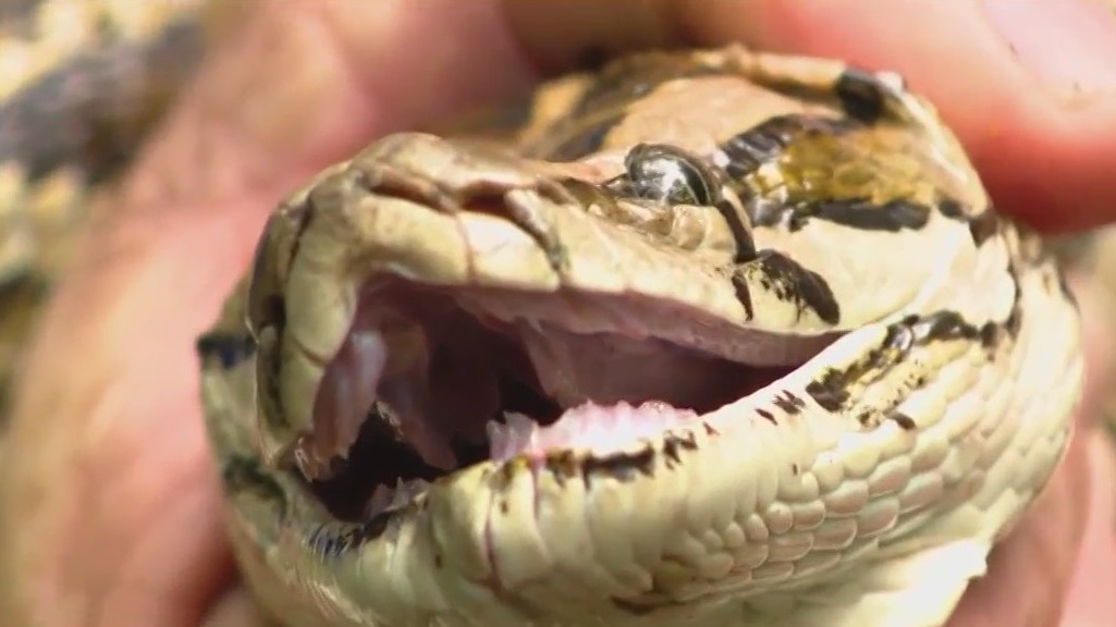 Invasive pythons moving closer to Orlando