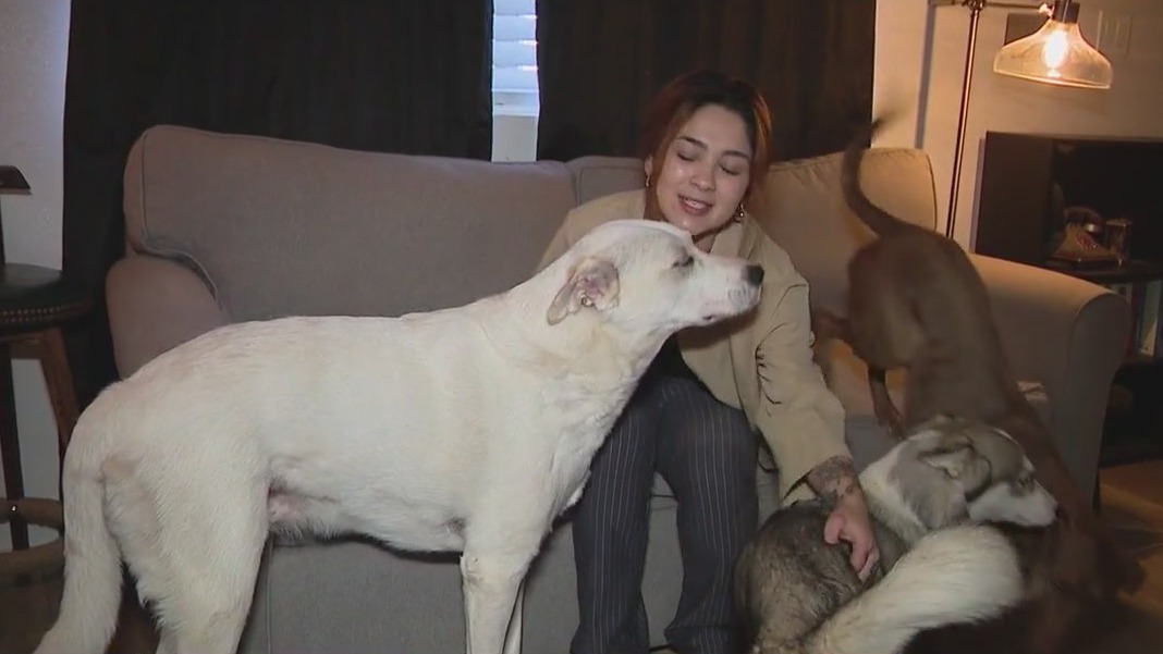 Phoenix woman loses arm in dog attack