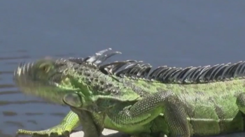 Iguana causes 'large-scale' power outage in South Florida