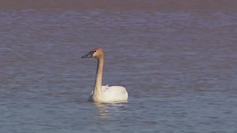 MN organizations team up to save swans