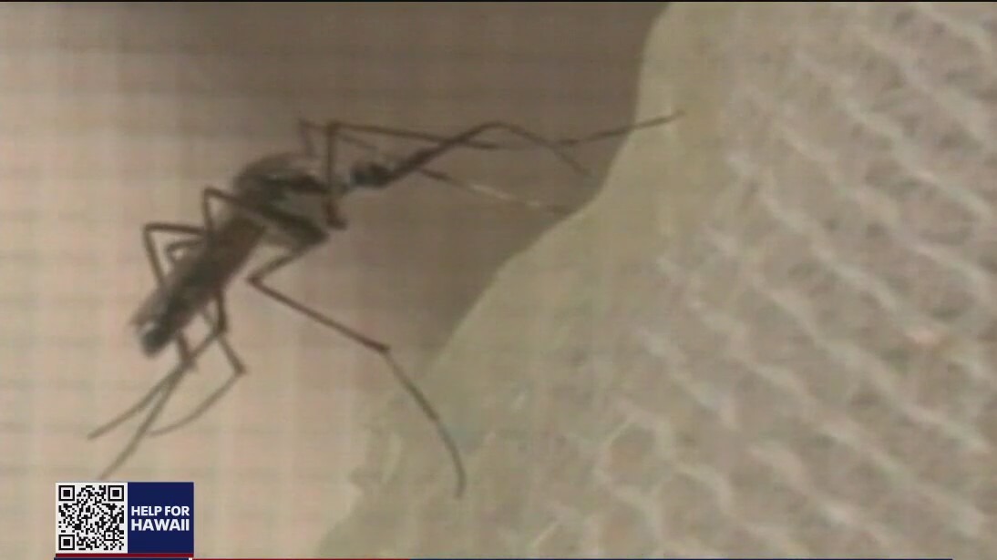 More dead birds, mosquitoes test positive for West Nile Virus in Contra Costa County