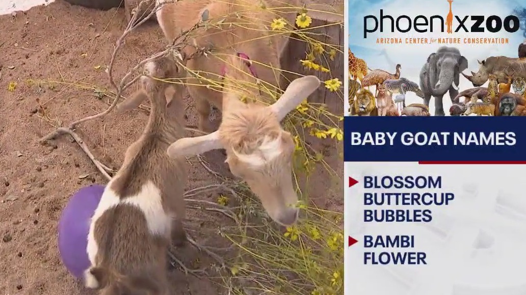 5 baby goats at Phoenix Zoo finally have names