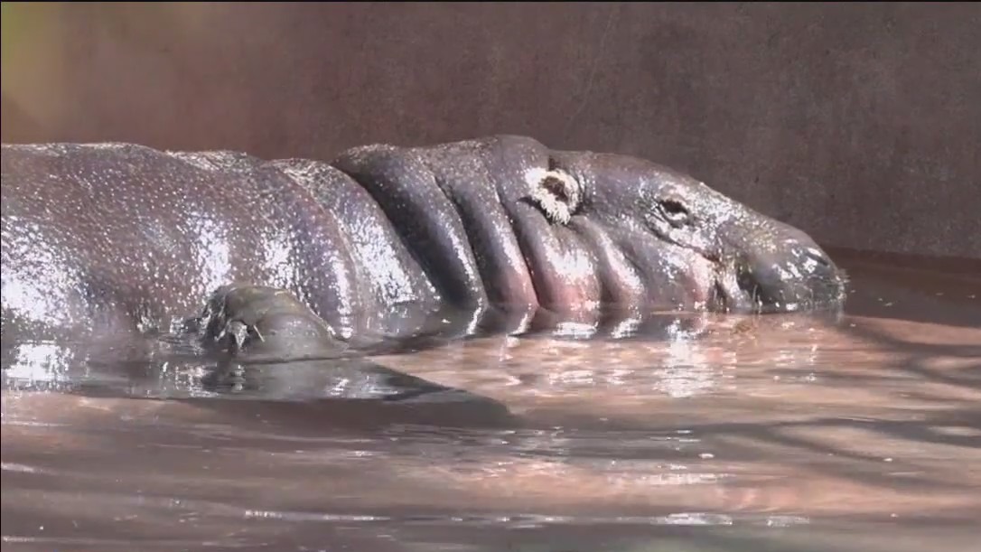 Rare pygmy hippo born at ZooTampa