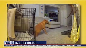 Liz's Pet Tricks for Tuesday, May 16
