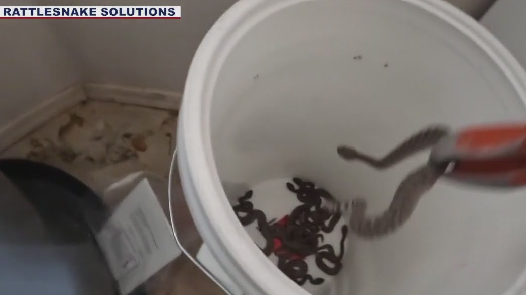 20 rattlesnakes found in Mesa garage